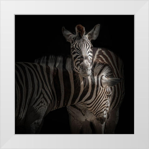 ... Zebra White Modern Wood Framed Art Print by Vollrath, Jorg