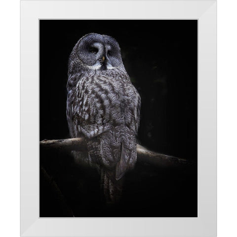 Owl White Modern Wood Framed Art Print by Cseresnjes, Anna
