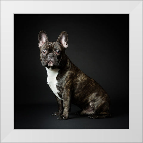 Max White Modern Wood Framed Art Print by Suykerbuyk, Jurgen