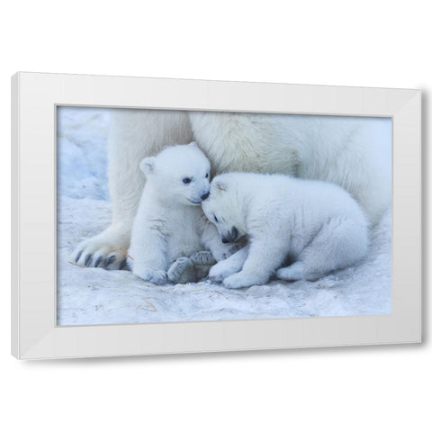 Polar Bear Cub White Modern Wood Framed Art Print by Belovodchenko, Anton