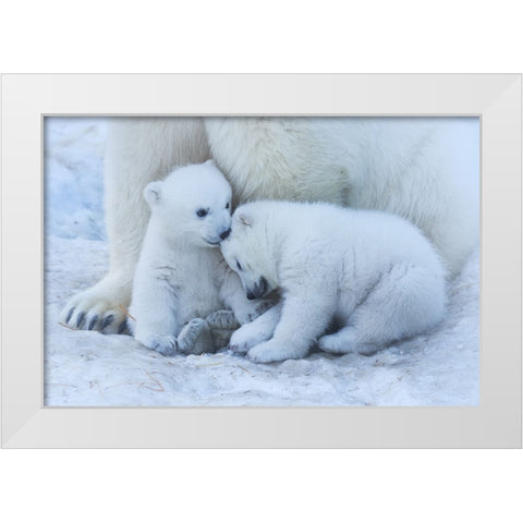 Polar Bear Cub White Modern Wood Framed Art Print by Belovodchenko, Anton