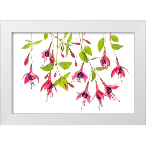 ~ Fuchsia ~ White Modern Wood Framed Art Print by Disher, Mandy
