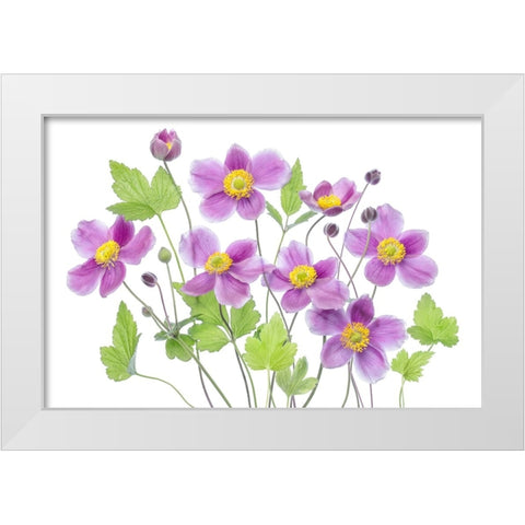 Anemone Hadspen Abundance White Modern Wood Framed Art Print by Disher, Mandy