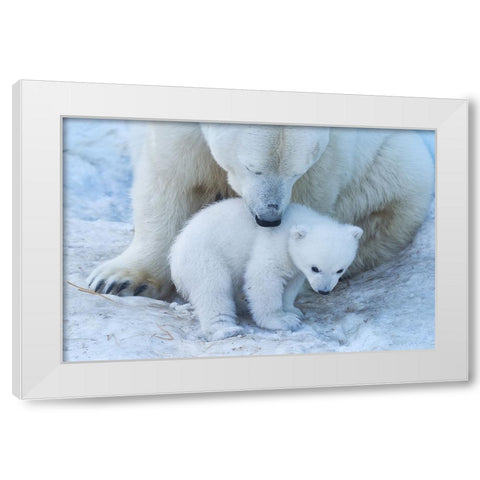 Polar Bear Portrait White Modern Wood Framed Art Print by Belovodchenko, Anton