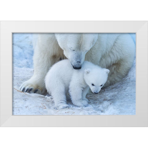 Polar Bear Portrait White Modern Wood Framed Art Print by Belovodchenko, Anton