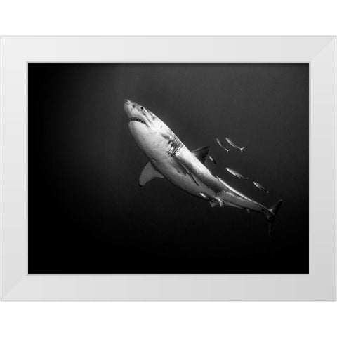 The Great One White Modern Wood Framed Art Print by Melesan, Serge