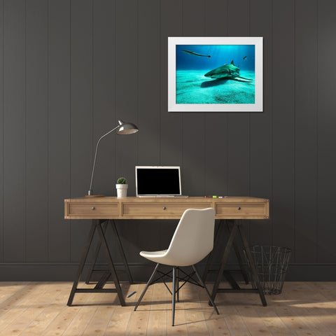The Lemon Shark White Modern Wood Framed Art Print by Melesan, Serge