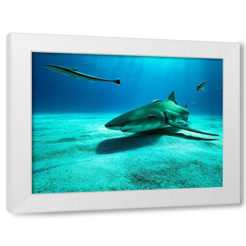 The Lemon Shark White Modern Wood Framed Art Print by Melesan, Serge
