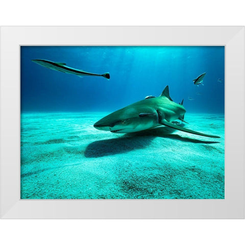 The Lemon Shark White Modern Wood Framed Art Print by Melesan, Serge