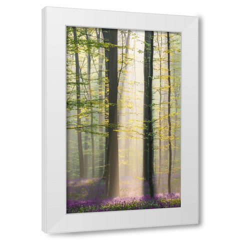 Misty Sunrise In Hallerbos White Modern Wood Framed Art Print by VLAICU, Denisa
