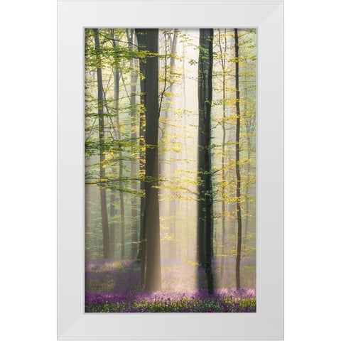 Misty Sunrise In Hallerbos White Modern Wood Framed Art Print by VLAICU, Denisa