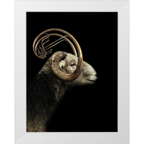 Big Horn Sheep White Modern Wood Framed Art Print by Hummel, Jeffrey
