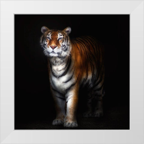 Tiger Portrait Ii White Modern Wood Framed Art Print by Pascual Buye, Santiago