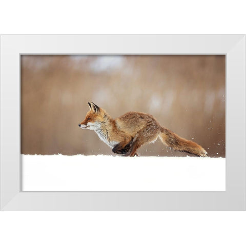Red Fox White Modern Wood Framed Art Print by Zygmunt, Milan