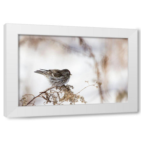 Sparrow White Modern Wood Framed Art Print by Ljubicic, Dusan