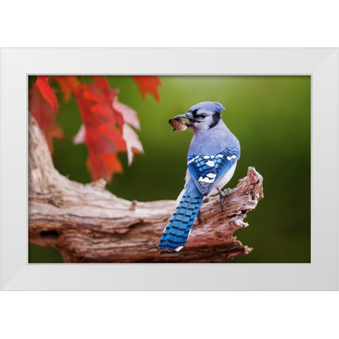 Blue Jay With Acorn White Modern Wood Framed Art Print by Costina, Mircea