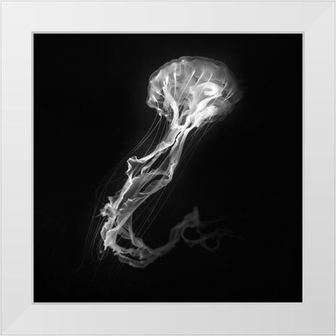Jelly Fish Dance White Modern Wood Framed Art Print by Bunjamin, Antonyus