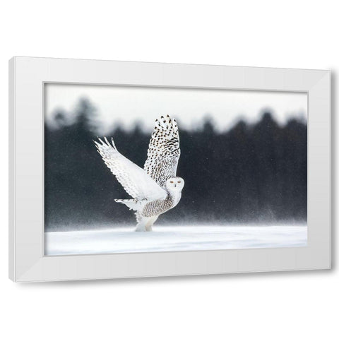 Take Off White Modern Wood Framed Art Print by Catta, Alessandro