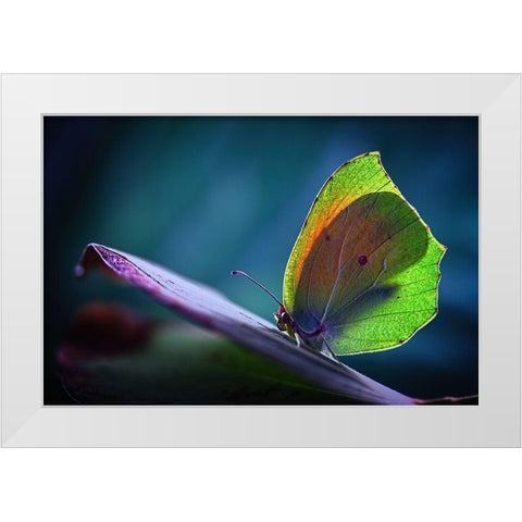 La Cleopatra White Modern Wood Framed Art Print by Hoffman, Jimmy