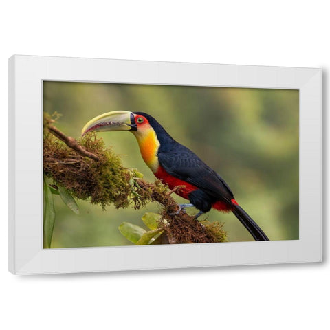 Red-Breasted Toucan White Modern Wood Framed Art Print by Galus, Piotr