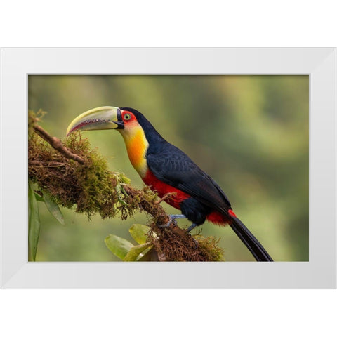 Red-Breasted Toucan White Modern Wood Framed Art Print by Galus, Piotr