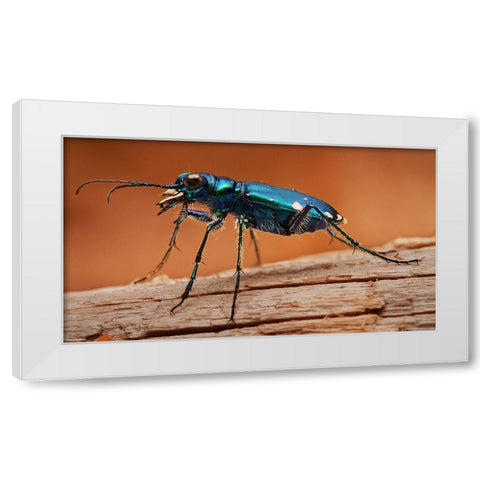 Tiger Beetle White Modern Wood Framed Art Print by Schlaf, Christopher