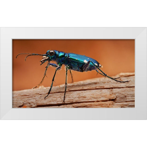 Tiger Beetle White Modern Wood Framed Art Print by Schlaf, Christopher