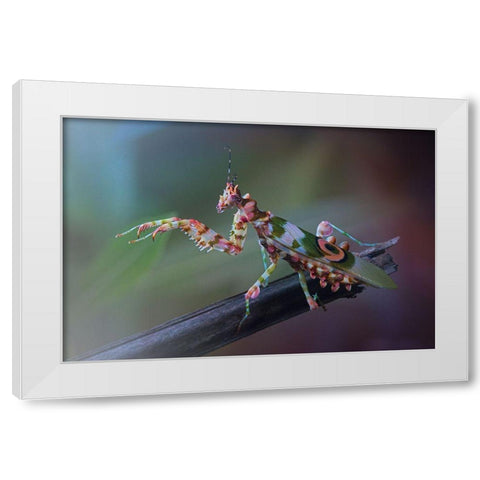 9 White Modern Wood Framed Art Print by Hoffman, Jimmy