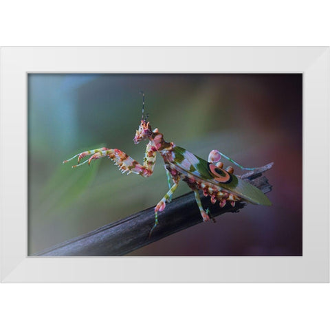 9 White Modern Wood Framed Art Print by Hoffman, Jimmy
