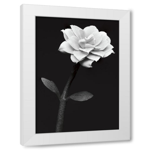 White Flower White Modern Wood Framed Art Print by Kustas, Anders