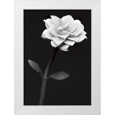 White Flower White Modern Wood Framed Art Print by Kustas, Anders