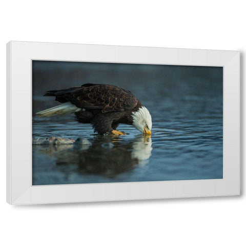 Bald Eagle Drink White Modern Wood Framed Art Print by Ferraro, Valerio
