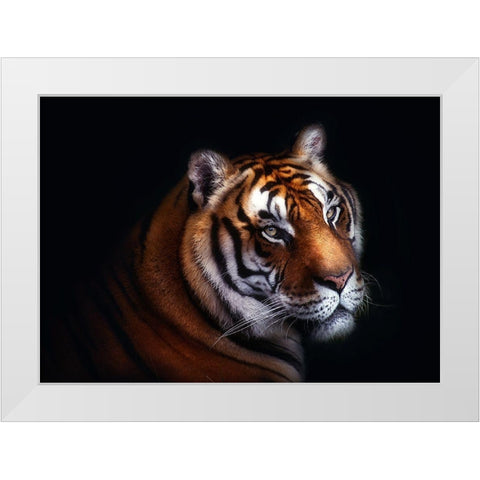 Tiger White Modern Wood Framed Art Print by Pascual Buye, Santiago