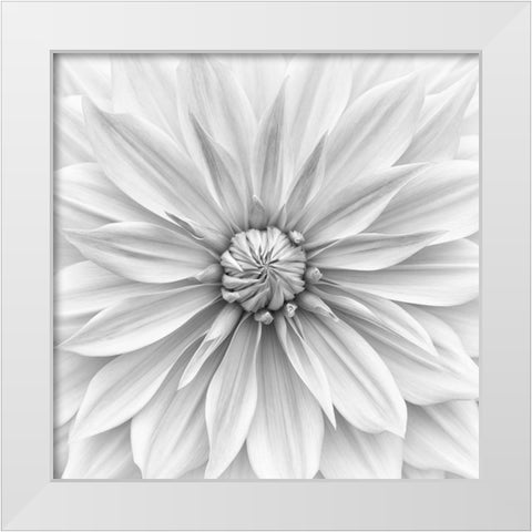 Hamari Gold In Monochrome White Modern Wood Framed Art Print by Gronkjar, Lotte