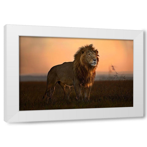The King In The Morning Light White Modern Wood Framed Art Print by Ortega, Xavier