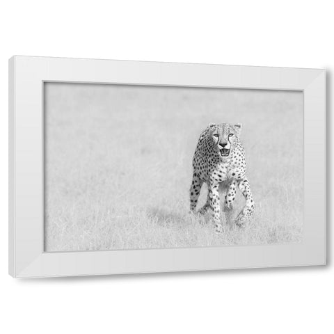 Cheetah White Modern Wood Framed Art Print by Zhao, Henry