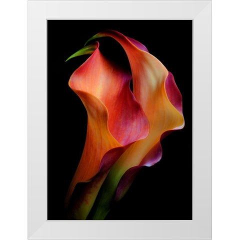 Tenderness White Modern Wood Framed Art Print by Kinney, Jon