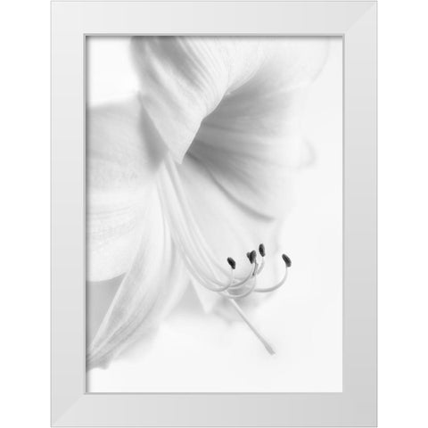 White On White White Modern Wood Framed Art Print by Atcliffe, Paul