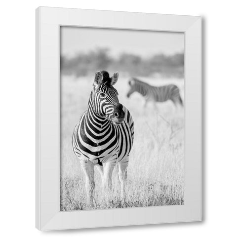 Zebra Bw White Modern Wood Framed Art Print by Bertsch, Hannes