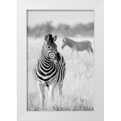Zebra Bw White Modern Wood Framed Art Print by Bertsch, Hannes