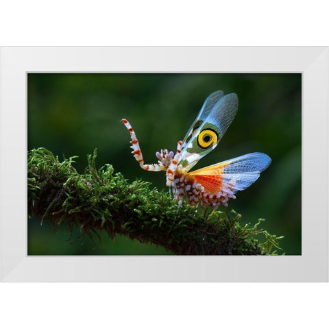 Defence Display 2 White Modern Wood Framed Art Print by Hoffman, Jimmy