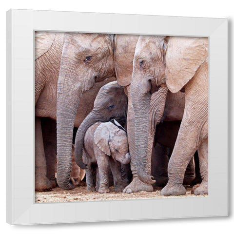 Family White Modern Wood Framed Art Print by Pearce, Robert