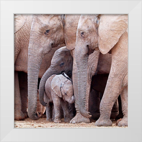 Family White Modern Wood Framed Art Print by Pearce, Robert
