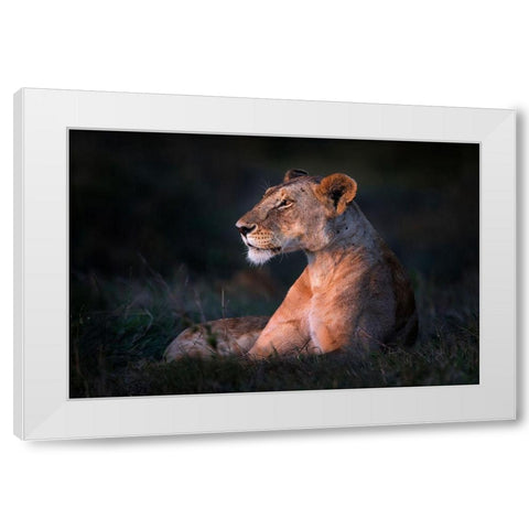 Lone Lioness White Modern Wood Framed Art Print by Ortega, Xavier