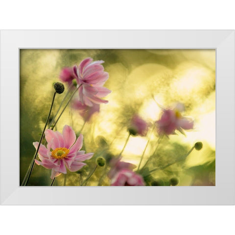 Dance Of The Flowers White Modern Wood Framed Art Print by Moore, Steve