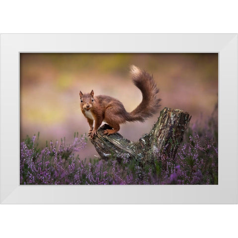 Above The Heathers White Modern Wood Framed Art Print by O Mahony, Kieran