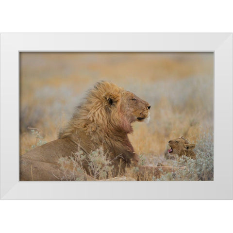 Male Lion With Cub White Modern Wood Framed Art Print by Ozmen, Ozkan