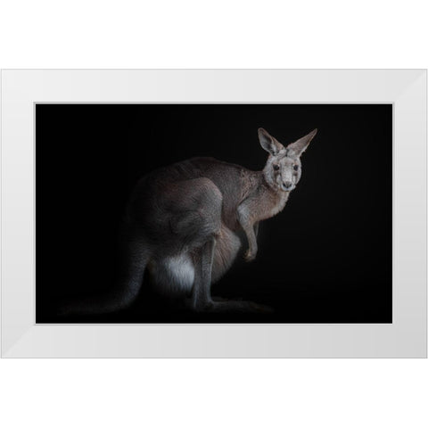 Kangaroo White Modern Wood Framed Art Print by Kamera
