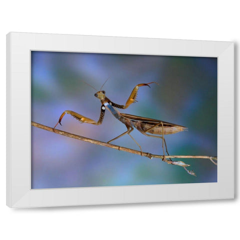 Mantis Religiosa White Modern Wood Framed Art Print by Hoffman, Jimmy