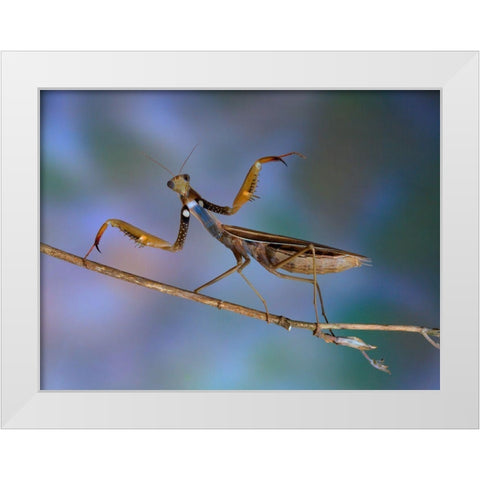 Mantis Religiosa White Modern Wood Framed Art Print by Hoffman, Jimmy